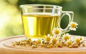 Cúc hoa trị hoa mắt, chóng mặt